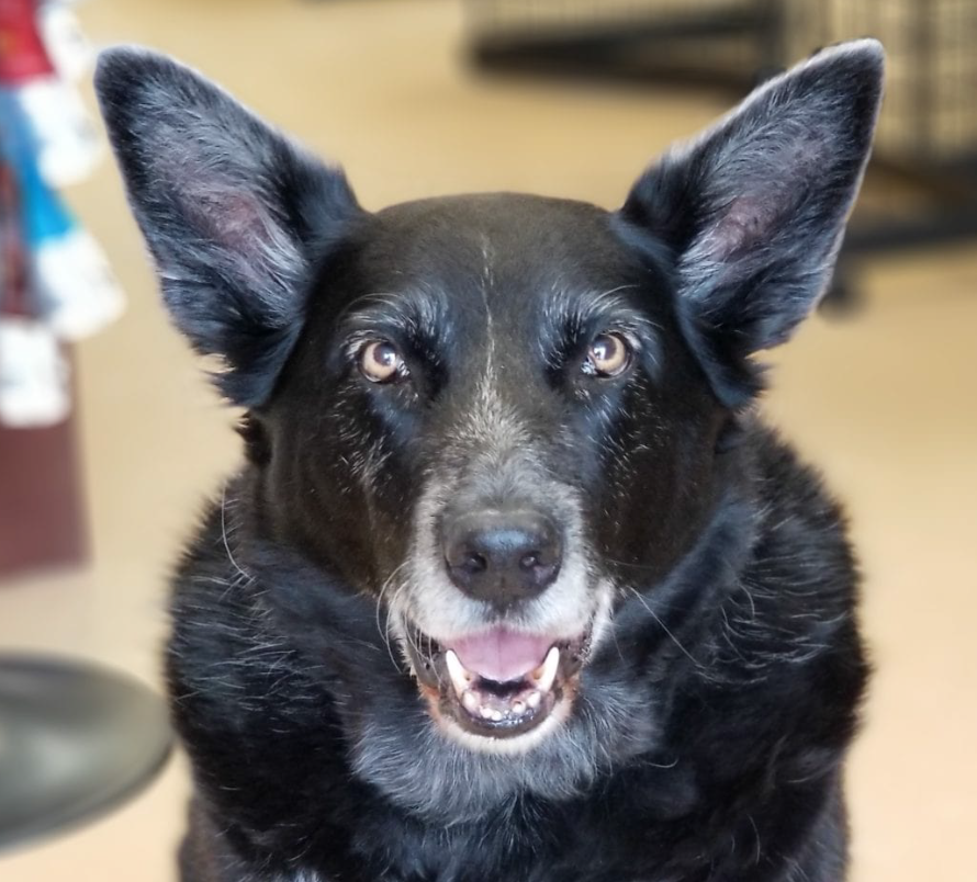 pets tucker paddy's market