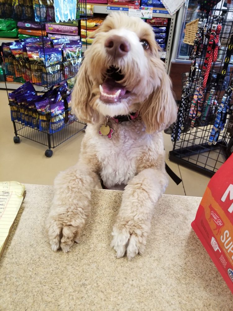 Happy health dogs
