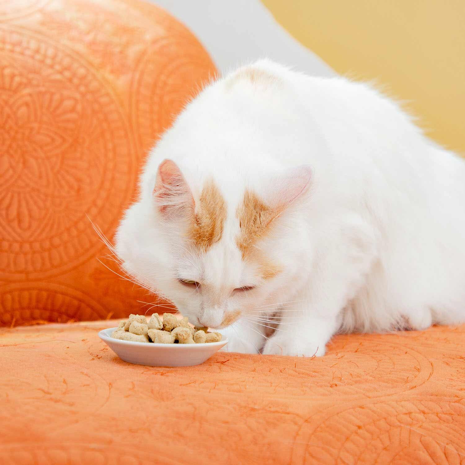 Dr. Marty's Cat Nature's Feast – Essential Wellness – Poultry - Image 3
